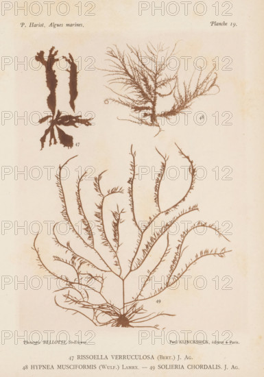 Three species of seaweed, page, photomechanical print, (47) is Rissoella verruculosa, (48) is