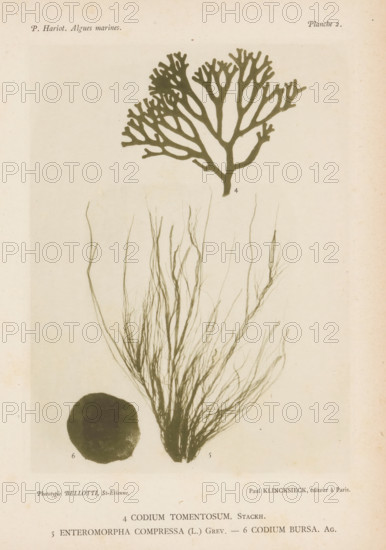 Three types of seaweed, page, photomechanical print, (4) is green sponge seaweed, (5) is flat