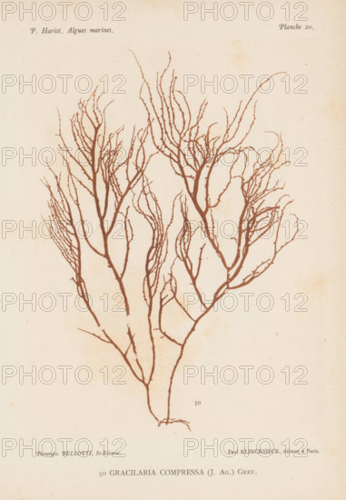 Gracilaria compressa, page, photomechanical print, number: '50', number: 'Planche 20.',