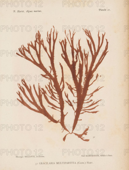 Gracilaria multipartita, page, photomechanical print, number: '51', number: 'Planche 21.',