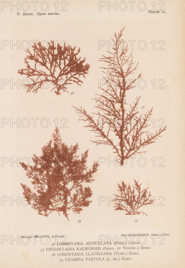 Four species of seaweed, page, photomechanical print, (56) is Lomentaria articulata, (57) is