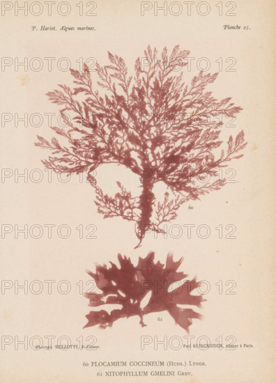Two species of seaweed, page, photomechanical print, (60) is Plocamium coccineum, (61) is