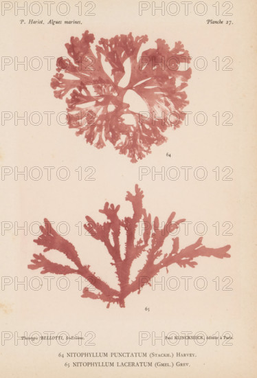 Two species of seaweed, page, photomechanical print, (64) is Nitophyllum punctatum, (65) is