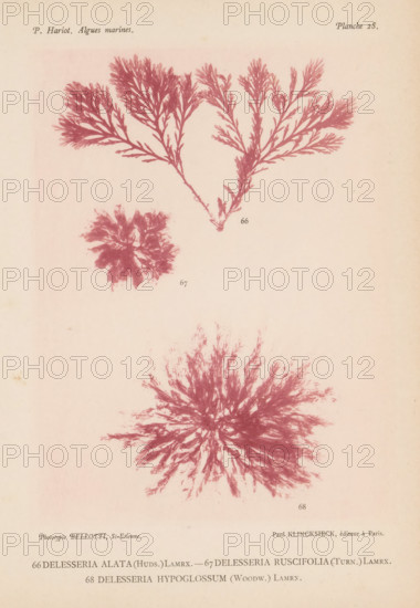 Three species of seaweed, page, photomechanical print, (66) is Delesseria alata, (67) is Delesseria