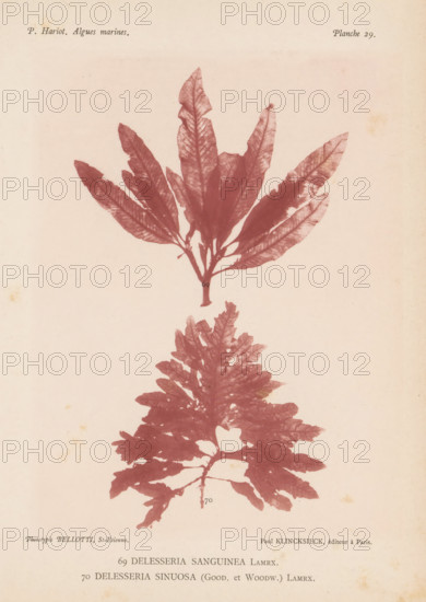 Two species of seaweed, page, photomechanical print, (69) is Delesseria sanguinea, (70) is
