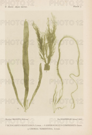 Three species of seaweed, page, photomechanical print, (7) is brush seaweed, (8) is brown seaweed