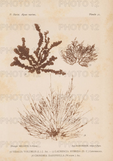 Three species of seaweed, page, photomechanical print, (76) is Vidalia volubilis, (77) is Laurencia