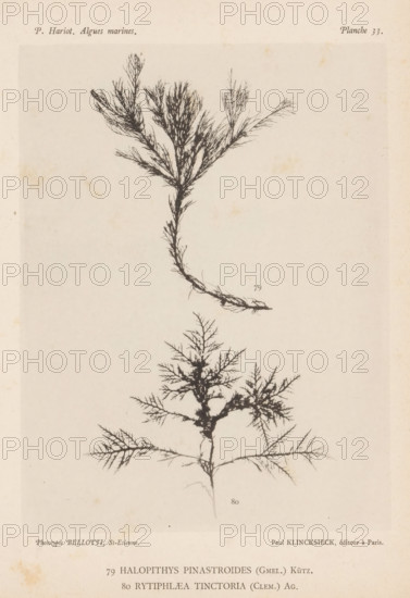 Two species of seaweed, page, photomechanical print, (79) is Halopithys pinastroides, (80) is