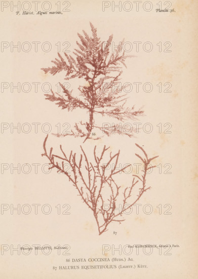 Two species of seaweed, page, photomechanical print, (86) is Dasya coccinea, (87) is Halurus