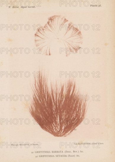 Two species of seaweed, page, photomechanical print, (91) is Griffithsia barbata, (92) is