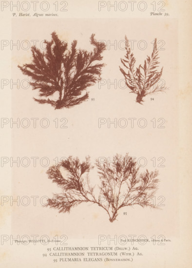 Three species of seaweed, page, photomechanical print, (93) is Callithamnion tetricum, (94) is