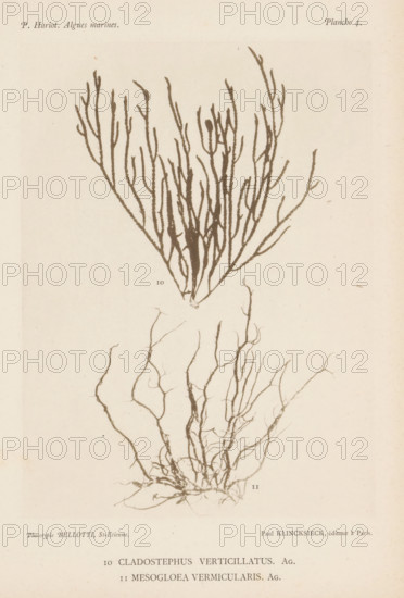 Two species of seaweed, page, photomechanical print, (10) is wide pipe cleaner seaweed, (11) is