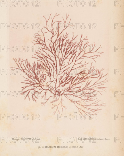 Redweed, page, photomechanical print, inscription: 'Ceramium rubrum (Huds.) Ag.', number: '96',