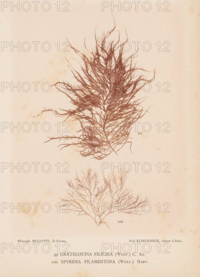 Two species of seaweed, page, photomechanical print, (99) is Grateloupia filicina, (100) is