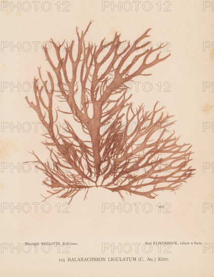 Halarachnion ligulatum, page, photomechanical print, number: '105', inscription: 'Halarachnion
