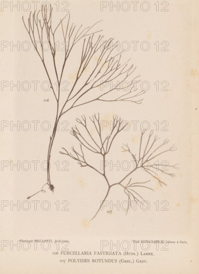 Two species of seaweed, page, photomechanical print, (106) is Furcellaria fastigiata, (107) is