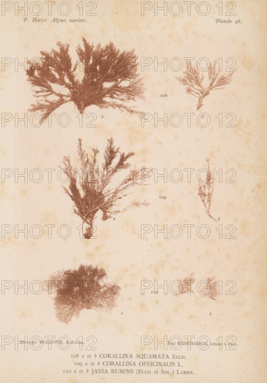 Three species of seaweed, page, photomechanical print, (108a) and (108b) is Corallina squamata,