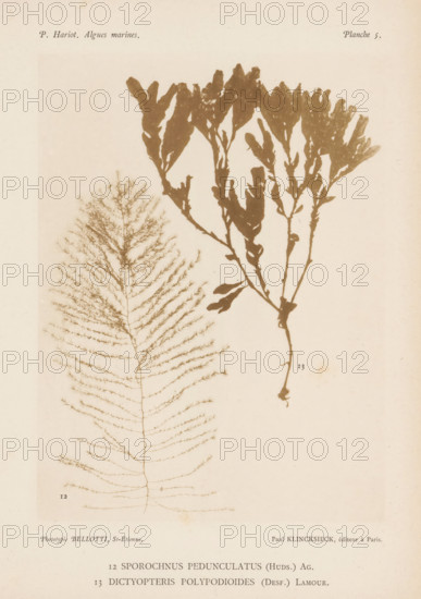 Two species of seaweed, page, photomechanical print, (12) is Sporochnus pedunculatus, (13) is