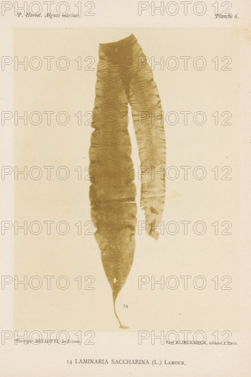 Sugarweed, page, photomechanical print, inscription: 'Laminaria saccharina (L.) Lamour.', number: