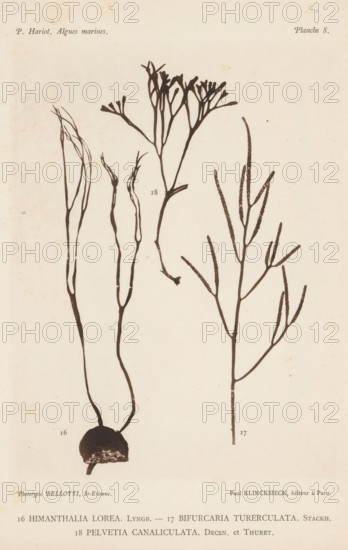 Three species of seaweed, page, photomechanical print, (16) is belt seaweed, (17) is brown seaweed,