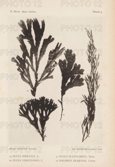 Four species of seaweed, page, photomechanical print, (19) is sawn sea oak, (20) is bladderwrack,