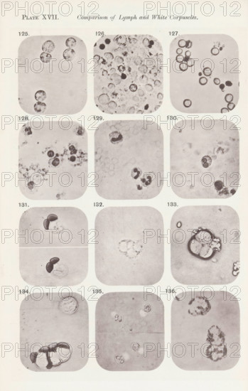 Twelve enlargements of white blood cells, page, photomechanical print, number: 'Pl. XVII.', number: