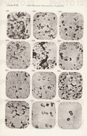 Twelve magnifications of blood corpuscles in a bone marrow, page, photomechanical print, number:
