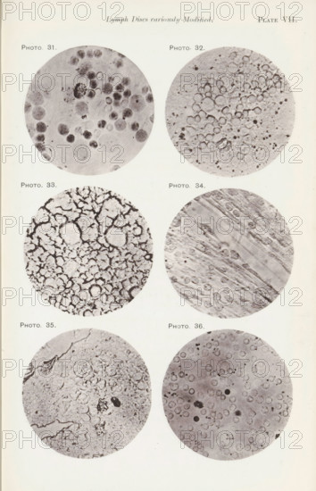 Six enlargements of lymphocytes, page, photomechanical print, number: 'Pl. VII.', number: 'Photo.