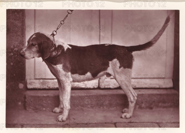 Hunting dog, named Banco, page, photomechanical print, photographer: Léon Cremière, France, cliché