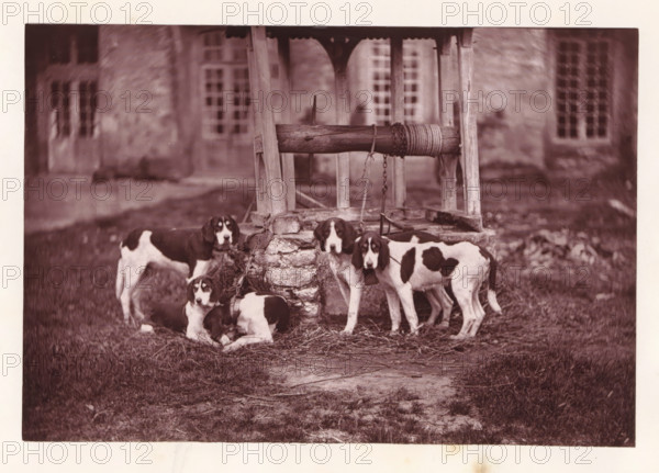 Hunting dogs, called Bélisaire, Joyeuse, Debarbeur, Rochester and Saladine, page, photomechanical