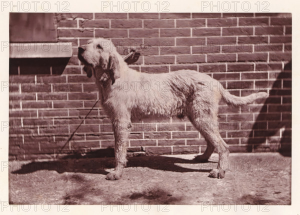 Hunting dog, page, photomechanical print, photographer: Léon Cremière, France, cliché maker: