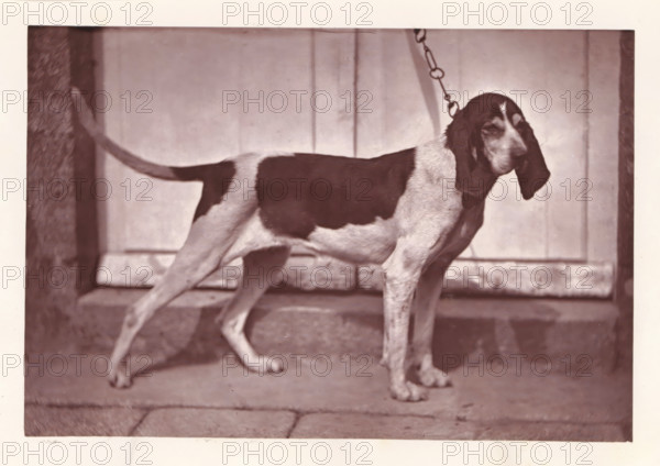 Hunting dog, called Calypso, page, photomechanical print, photographer: Léon Cremière, France,