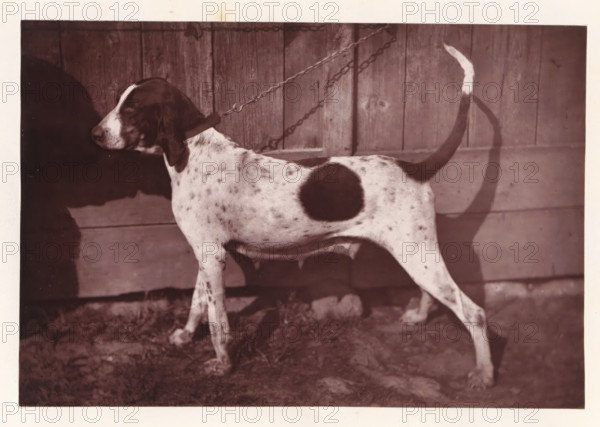 Hunting dog, named Cérès, page, photomechanical print, photographer: Léon Cremière, France, cliché