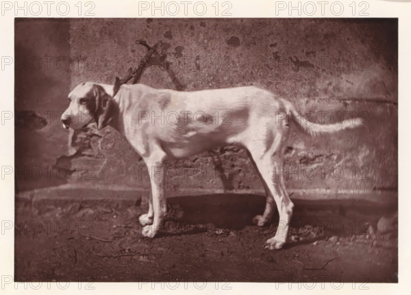 Hunting dog, named Tamerlan, page, photomechanical print, photographer: Léon Cremière, France,