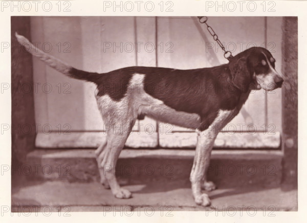 Hunting dog, called Bélisaire, page, photomechanical print, photographer: Léon Cremière, France,