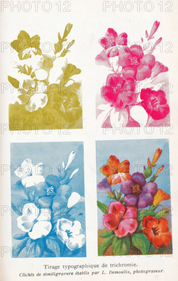 Four photoreproductions of a print of a flower arrangement in different colors, Tirage