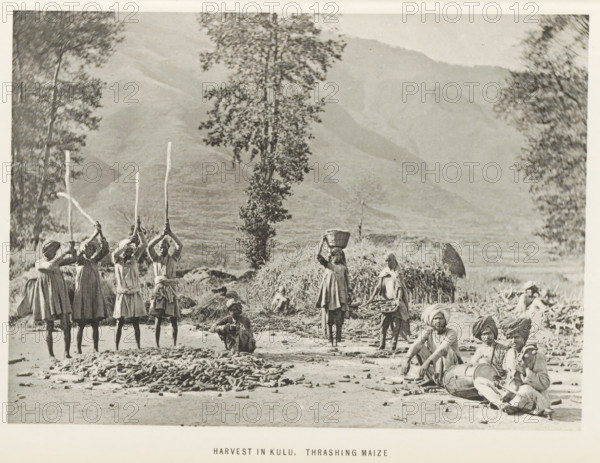 Threshing maize at Kullu, Himachal Pradesh, India, page, photomechanical print, caption: 'HARVEST