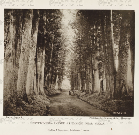Cryptomeria-avenue at Imaichi near Nikko, page, photomechanical print, inscription: 'Imaichi',