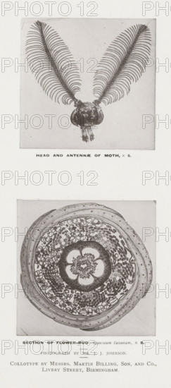 Head and antennae of moth, Section of flower-bud, page, photomechanical print, inscription: 'x 5. x