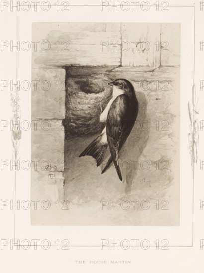 The house martin, Photo reproduction of a drawing of a house martin by Philip Henry Delamotte,