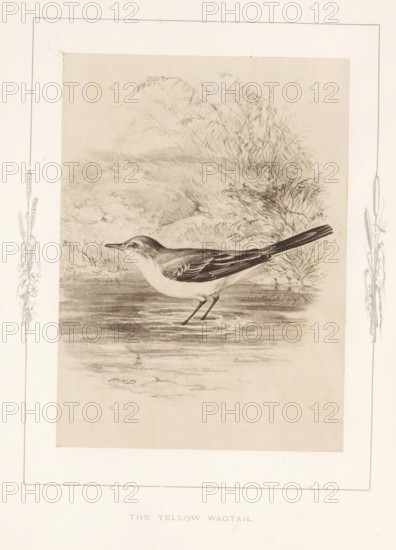 Photo reproduction of a drawing of a yellow wagtail by Philip Henry Delamotte, The yellow wagtail,