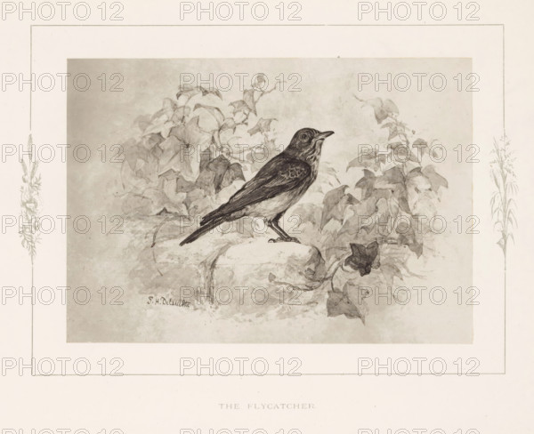 The flycatcher, Photo reproduction of a drawing of a flycatcher by Philip Henry Delamotte,