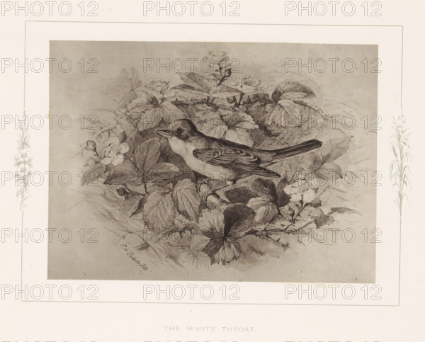 The white throat, Photo reproduction of a drawing of a warbler by Philip Henry Delamotte,