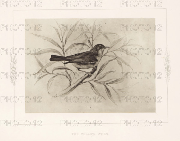 The willow wren, Photo reproduction of a drawing of a willow warbler by Philip Henry Delamotte,