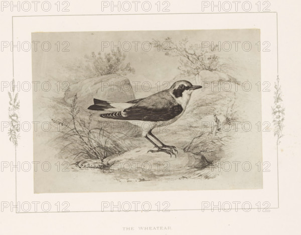 Photo reproduction of a drawing of a wheatear by Philip Henry Delamotte, The wheatear, photograph,