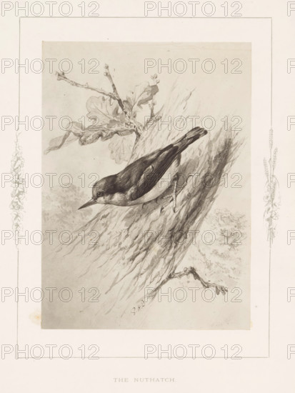 Photo reproduction of a drawing of a nuthatch by Philip Henry Delamotte, The nuthatch, photograph,