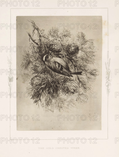 The gold-crested wren, Photoreproduction of a drawing of a wren by Philip Henry Delamotte,