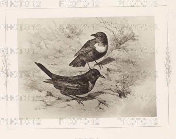 Photo reproduction of a drawing of two ringing birds by Philip Henry Delamotte, Ring-ousels,
