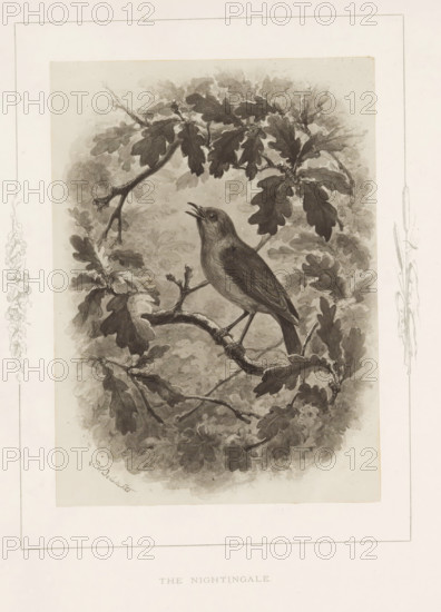 Photo reproduction of a drawing of a nightingale by Philip Henry Delamotte, The nightingale,