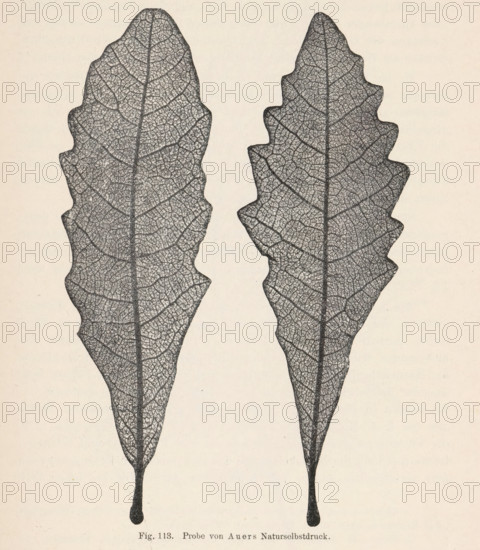 Two oak leaves, page, photomechanical print, number: 'Fig. 113.', photographer: Alois Auer, cliché